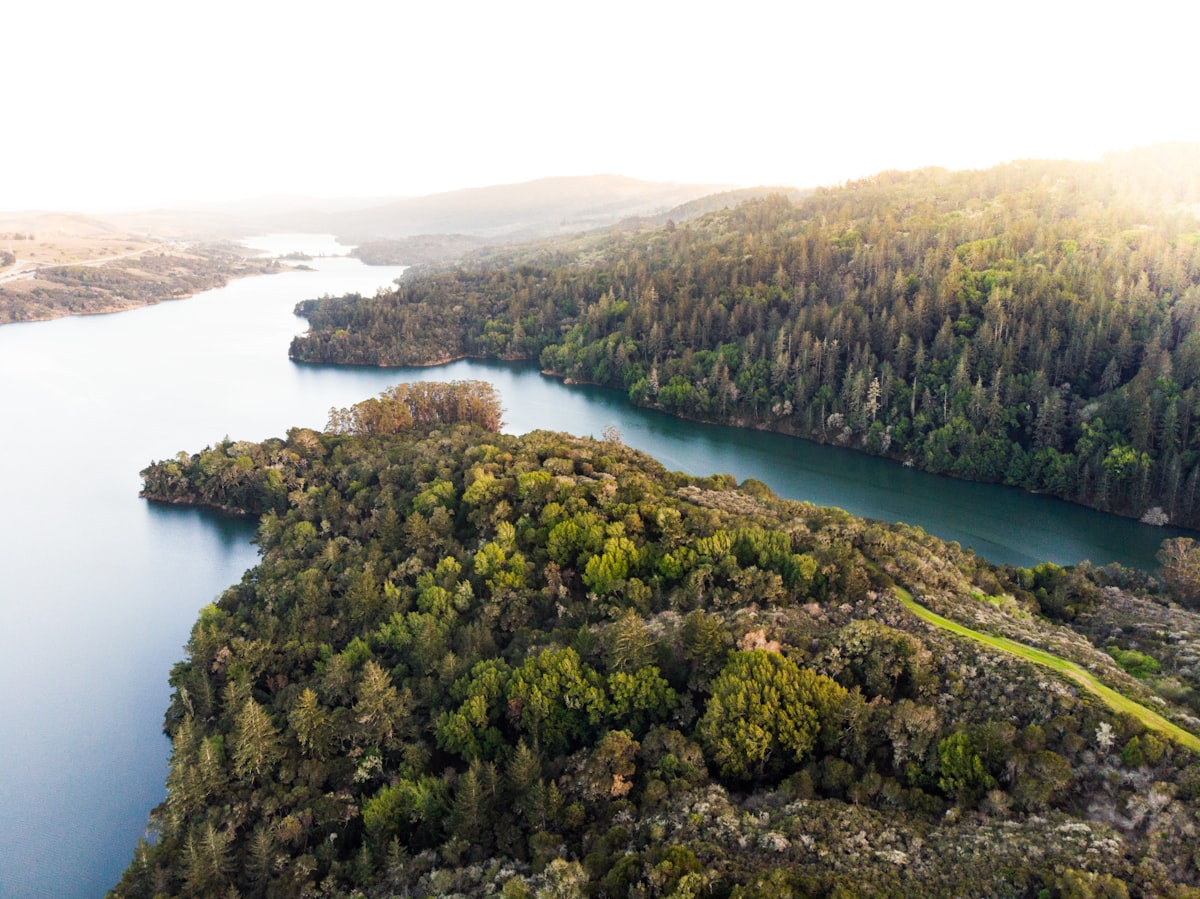 Aerial view of forest and river